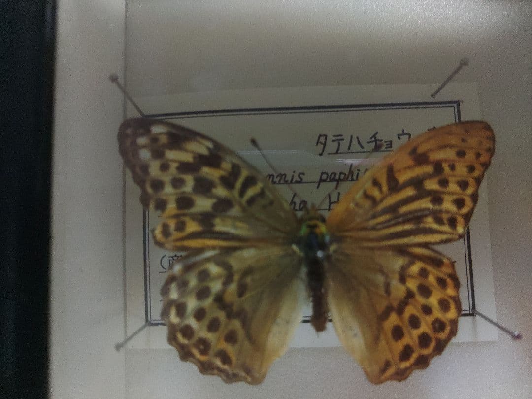 ミドリヒョウモン雌雄型とゴマダラチョウ白化型の標本セット