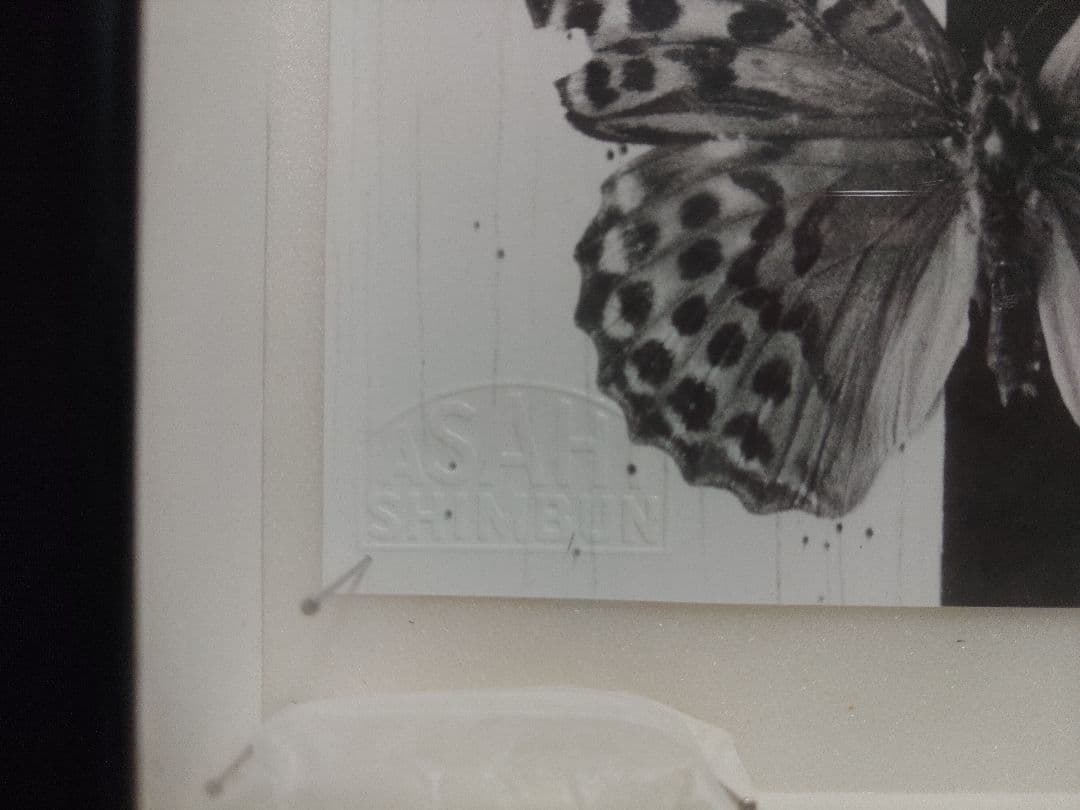 ミドリヒョウモン雌雄型とゴマダラチョウ白化型の標本セット