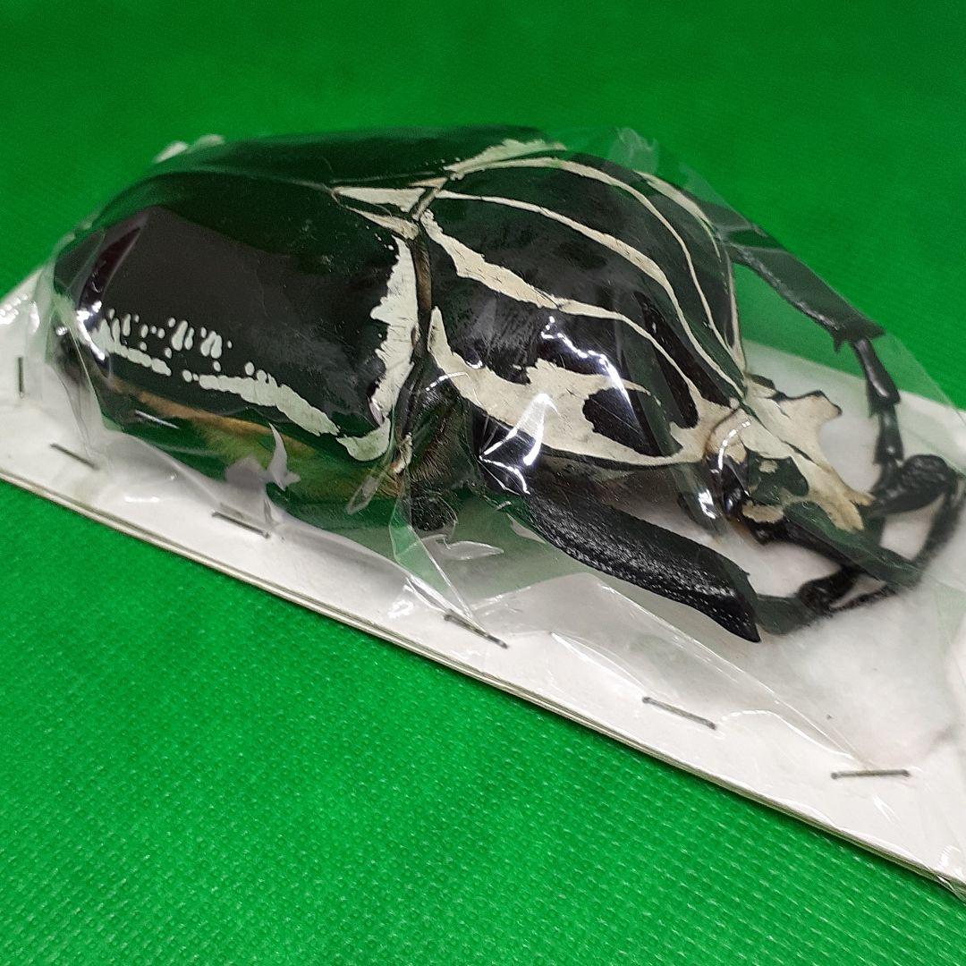 標本 Goliathus goliatus apicalis 100mm CONGO