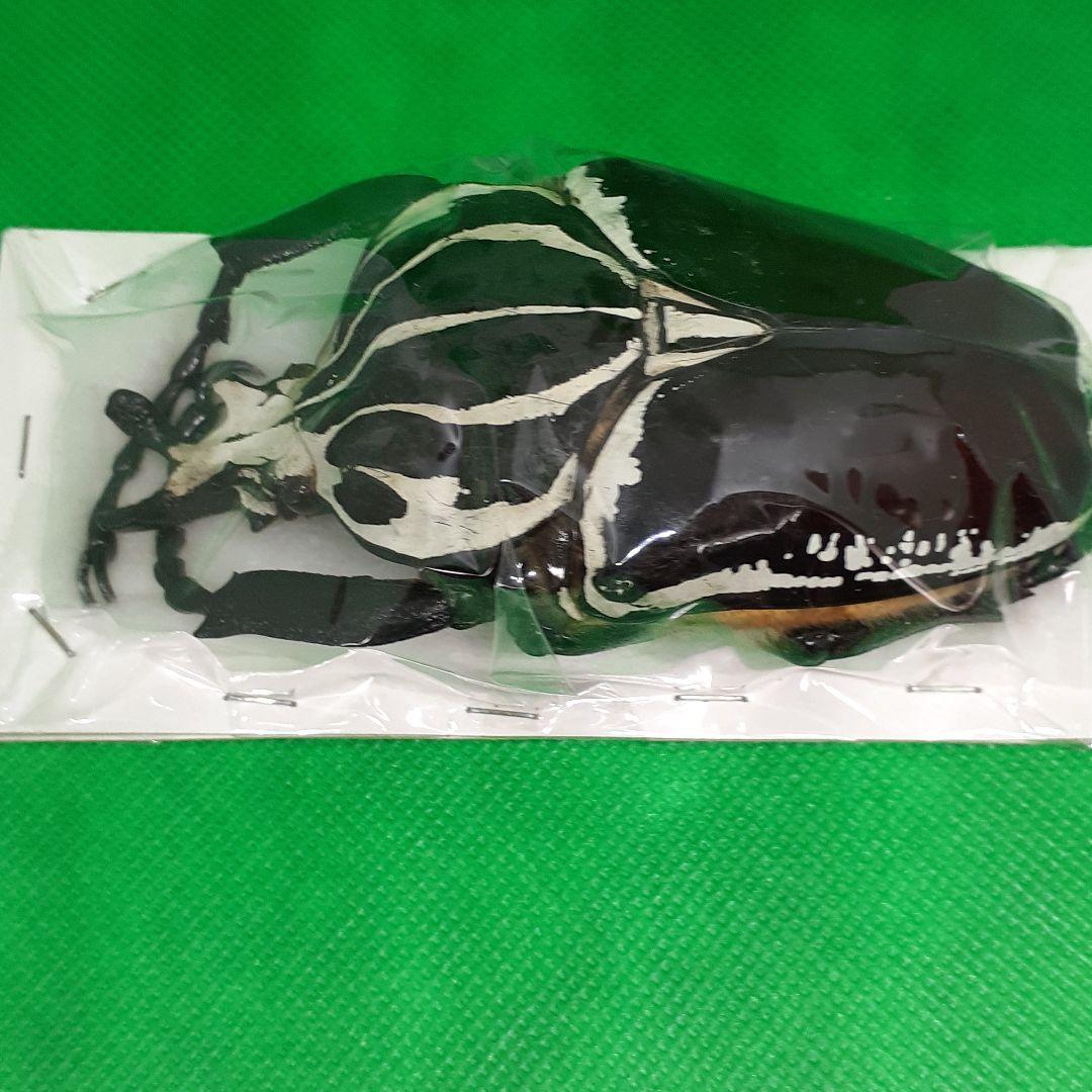 標本 Goliathus goliatus apicalis 100mm CONGO