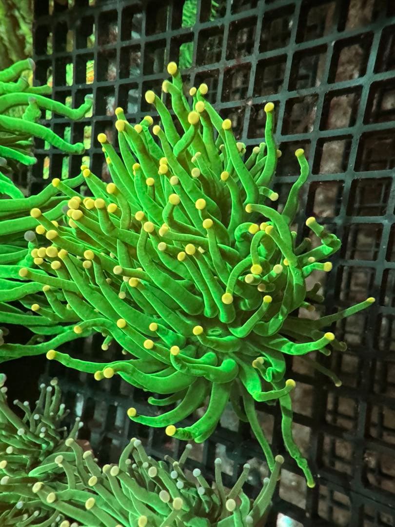 ジオラマ工房專用