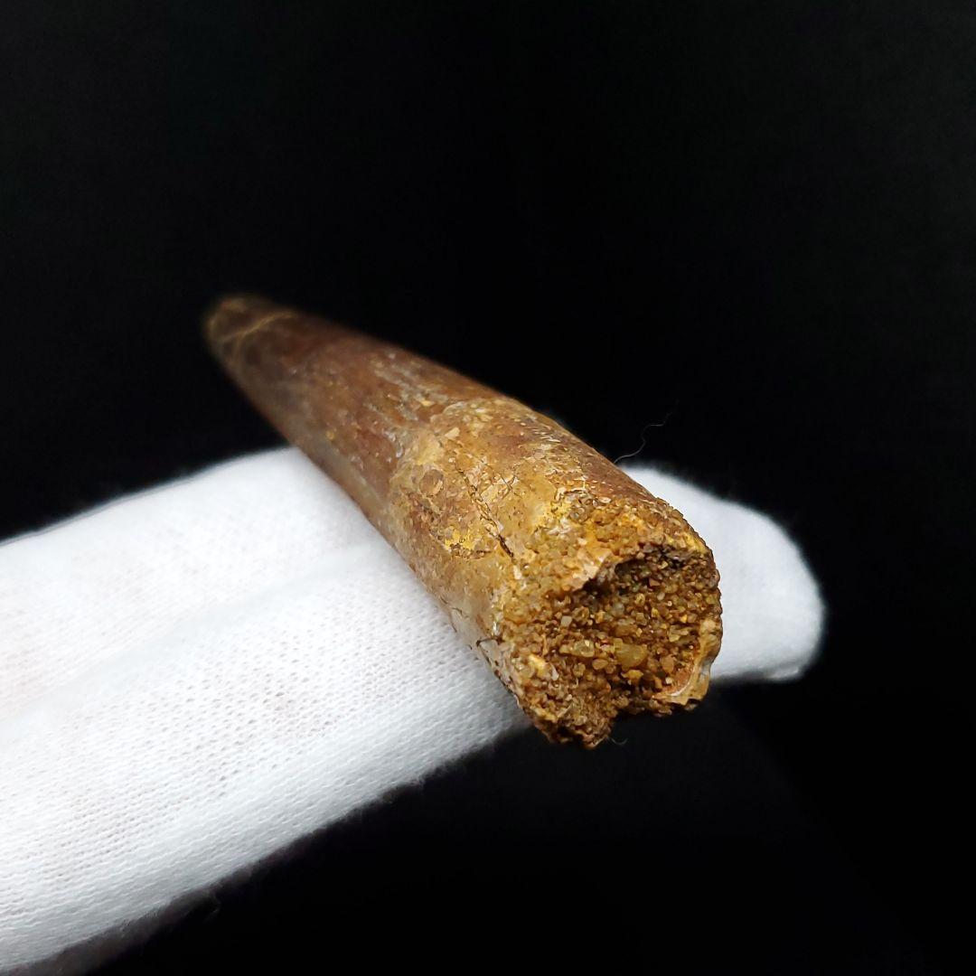 スピノサウルス 本物 モロッコ産 59.65mm  sp448