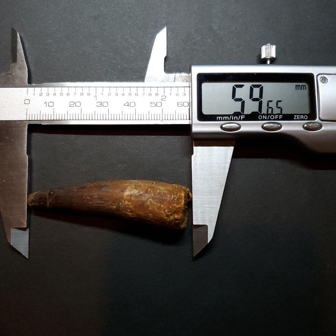 スピノサウルス 本物 モロッコ産 59.65mm  sp448