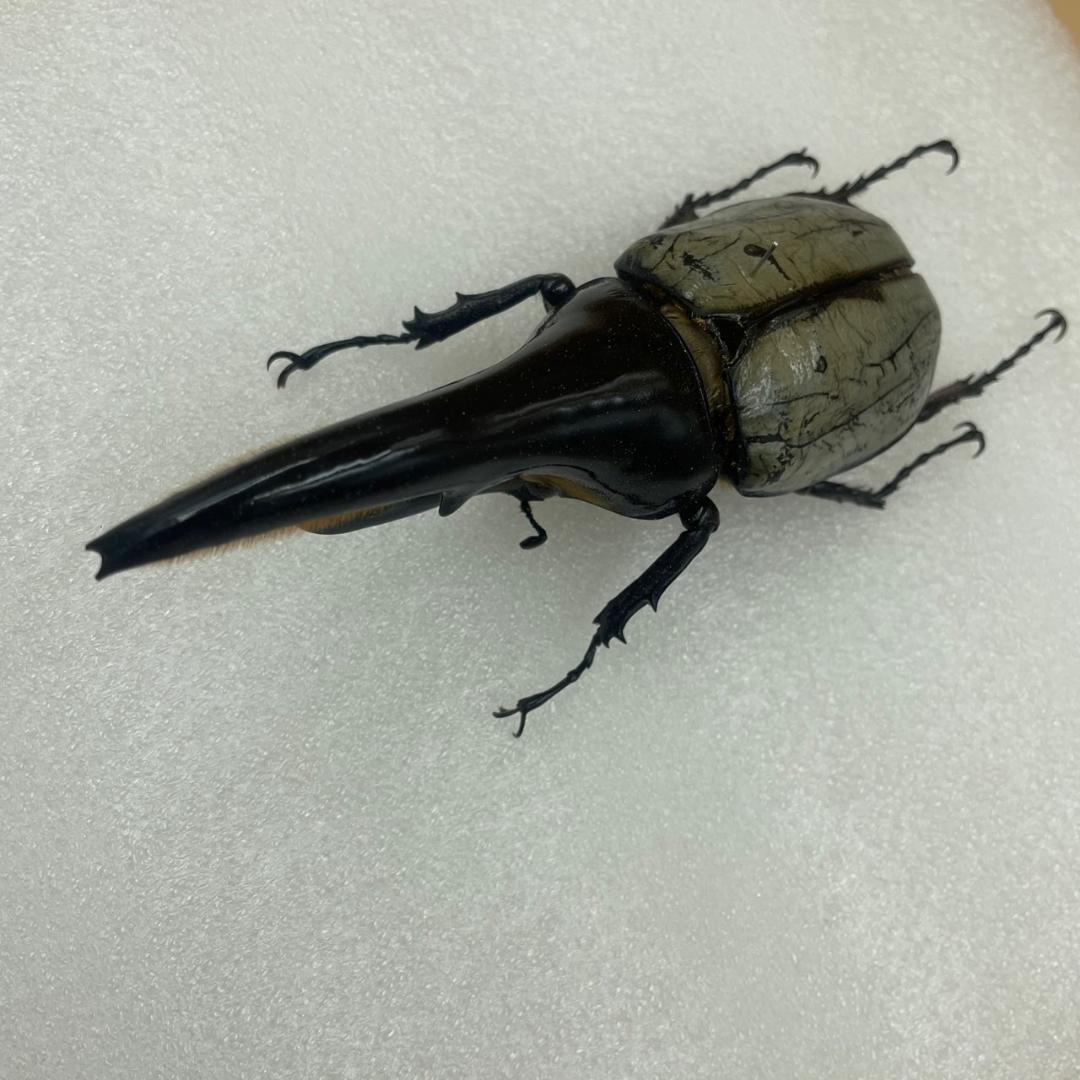 標本　珍ヘラクレスヘラクレス　ブルー　パチセラス血統　カブト
