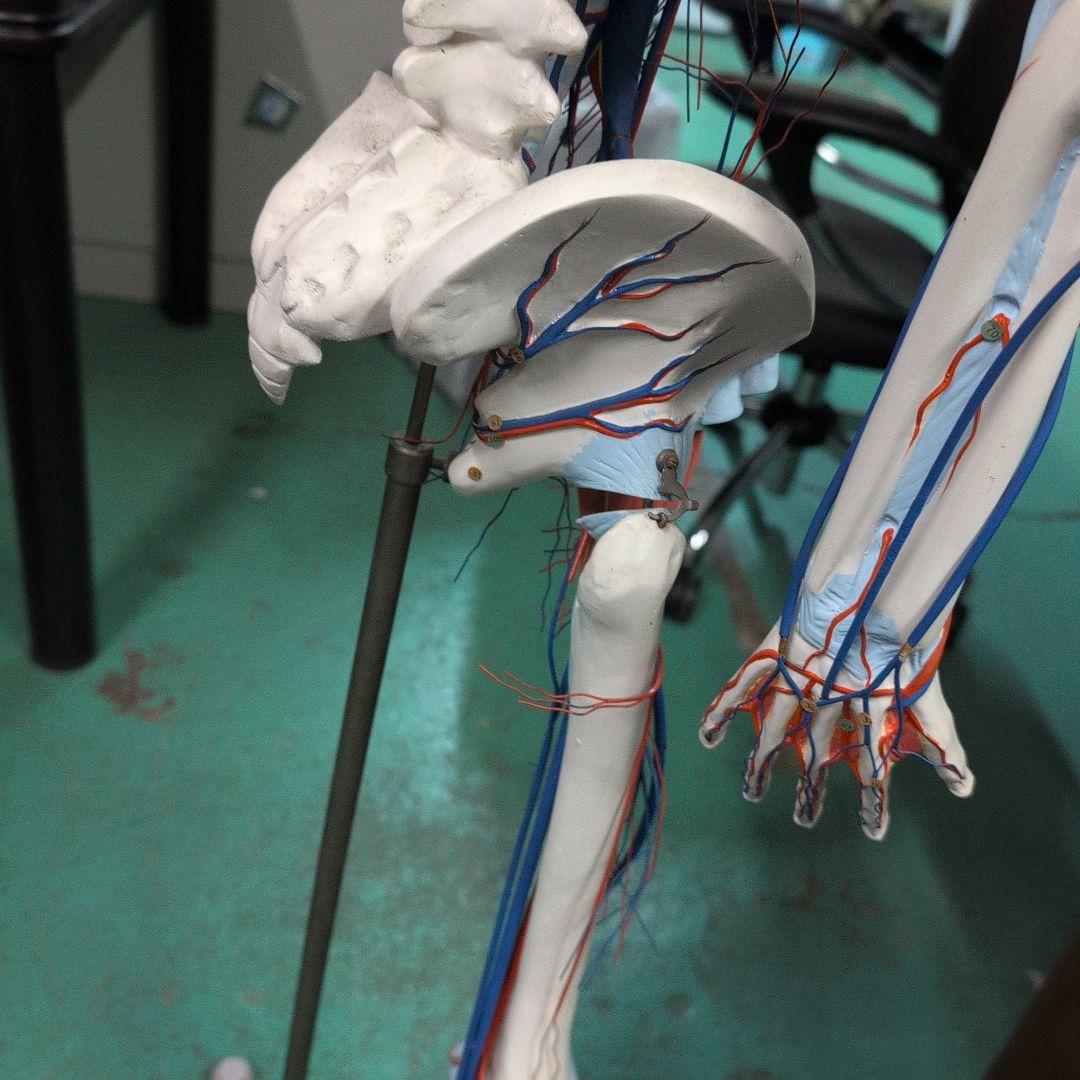 京都科学 骨格付き血液循環系模型