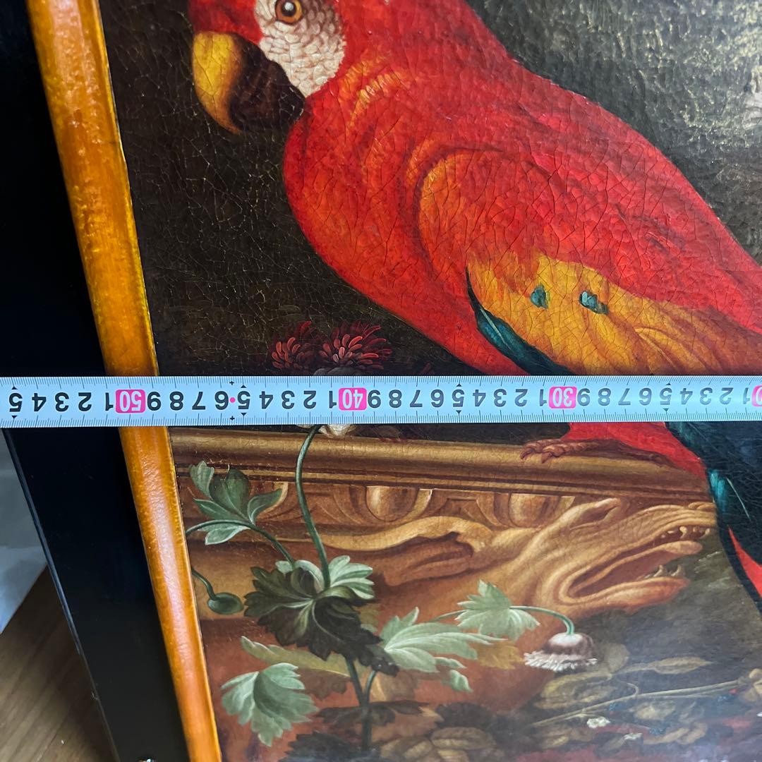 Montanari Papagallo 油彩画 50x70 cm