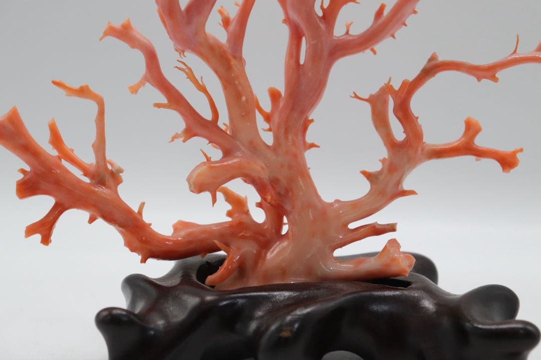 發財樹　縁起物　本珊瑚　重さ約340g 送料込み250814