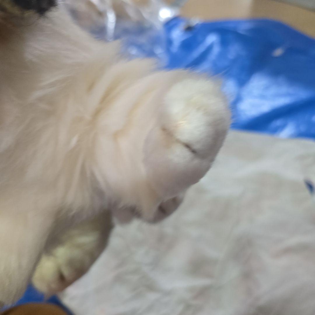 オリエンタルトーイ チャイルドバーナード 這 M420