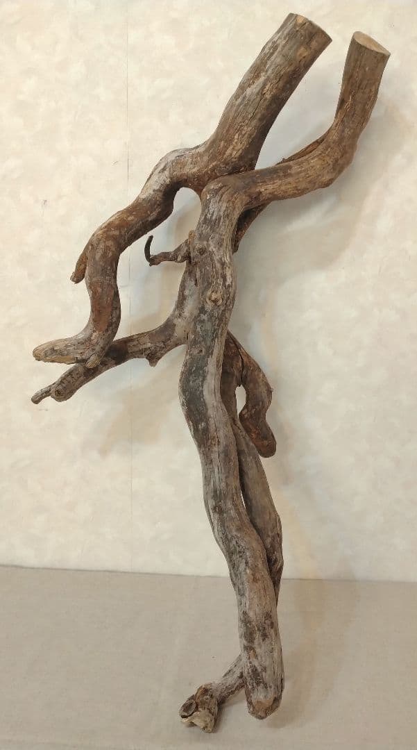 【超希少】アクアリウム・DIY向け 超特大塊根ブランチウッド流木 約80cm