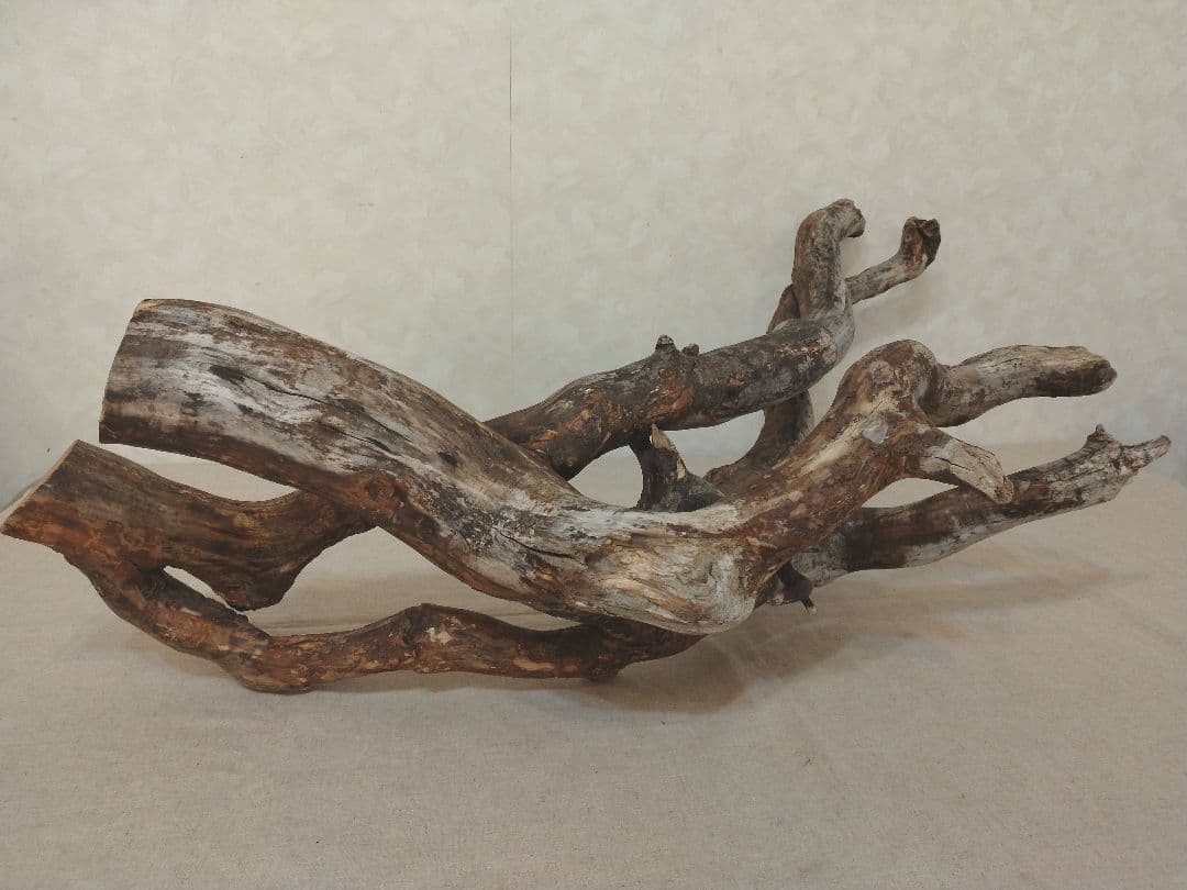 【超希少】アクアリウム・DIY向け 超特大塊根ブランチウッド流木 約80cm