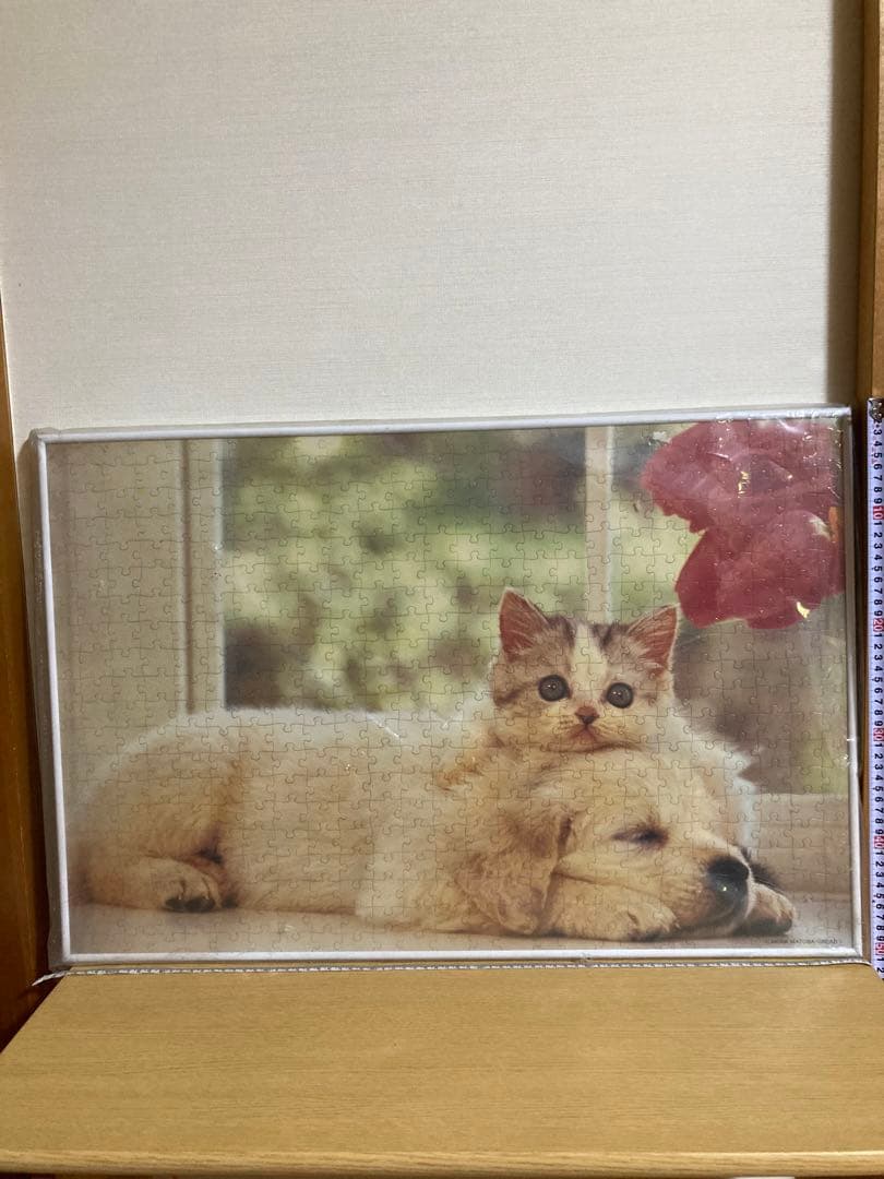500P⑪犬と猫ᵔᴥᵔ　写真ジグソーパズル　ホワイト額50×75㎝　完成品