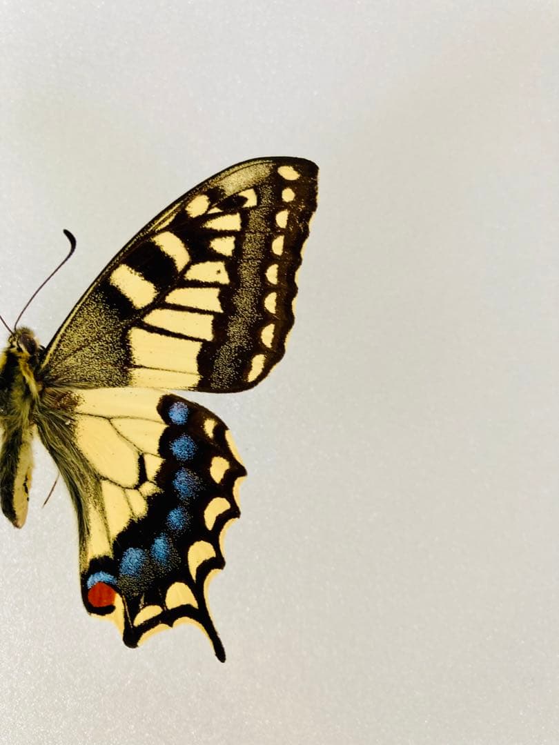 ホスピトン×キアゲハ（ハイブリッド型・1オス）