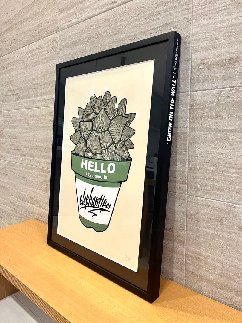 GIRUVI Dioscorea Elephantipes 亀甲竜