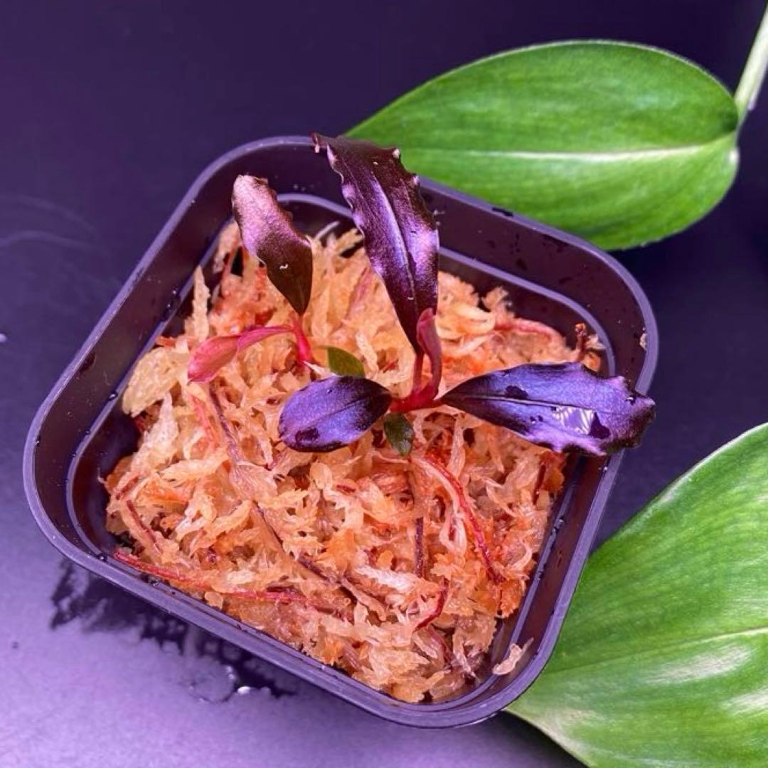 2株　Bucephalandra sp.Ghost kalimantan