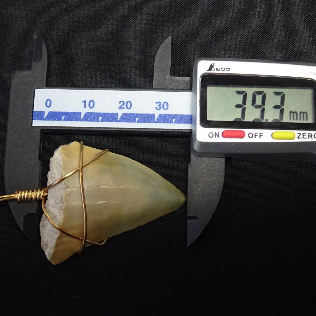 【サメの歯】のペンダントトップ