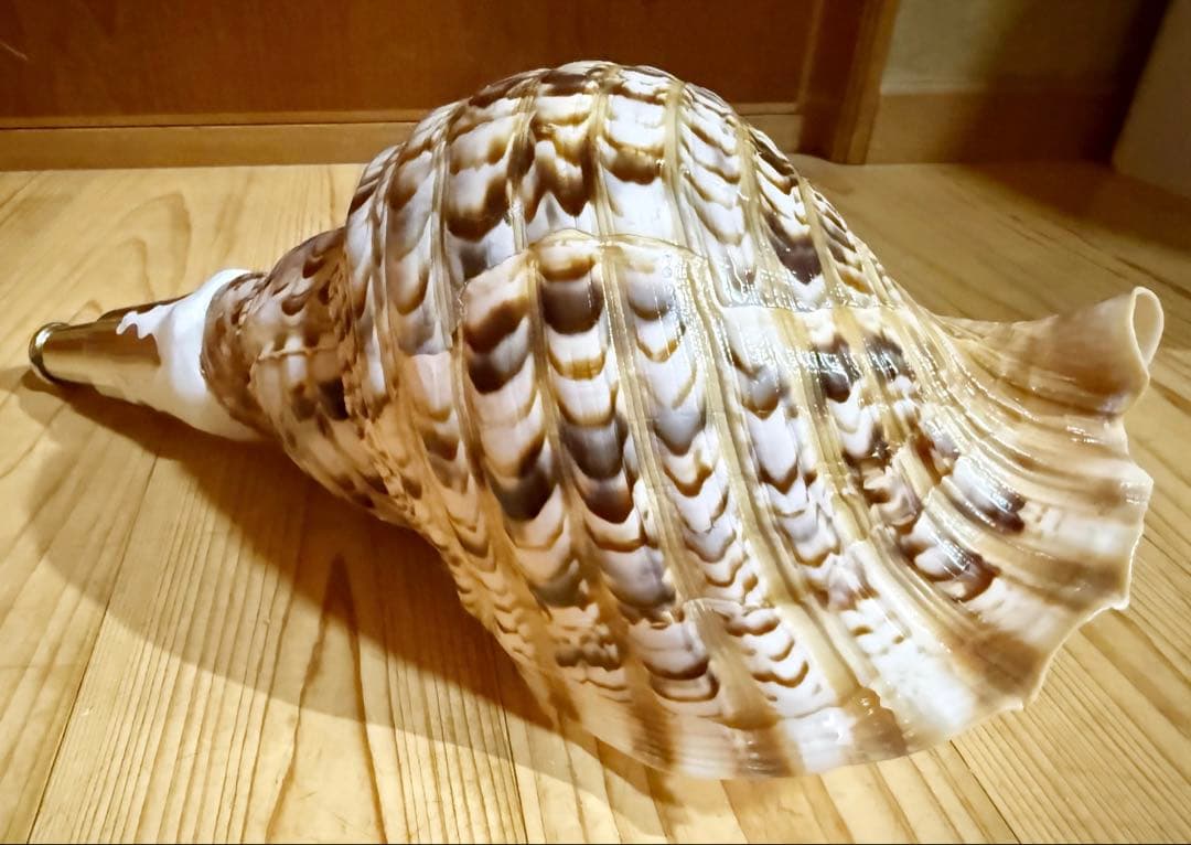 修験道法螺貝　山伏　密教　魔除け　熊よけ❣️ホラガイ　ほら貝