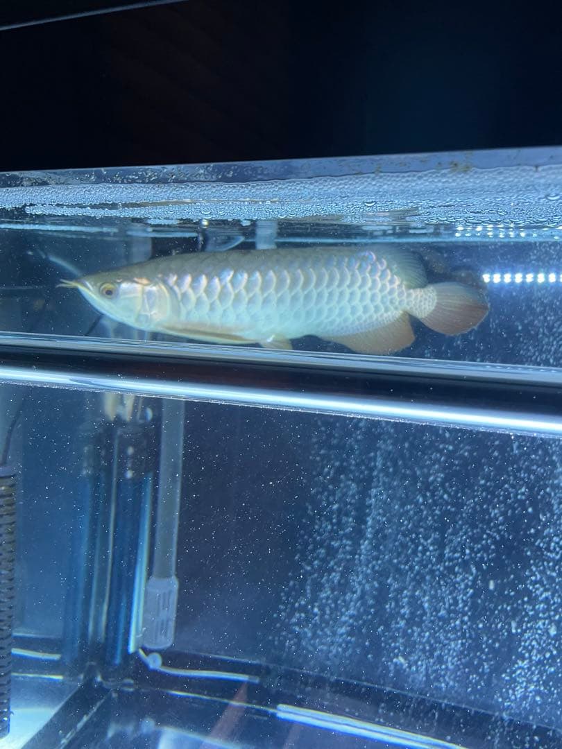 でんらいLEDアロワナ金龍専用水中ライト1200水槽用