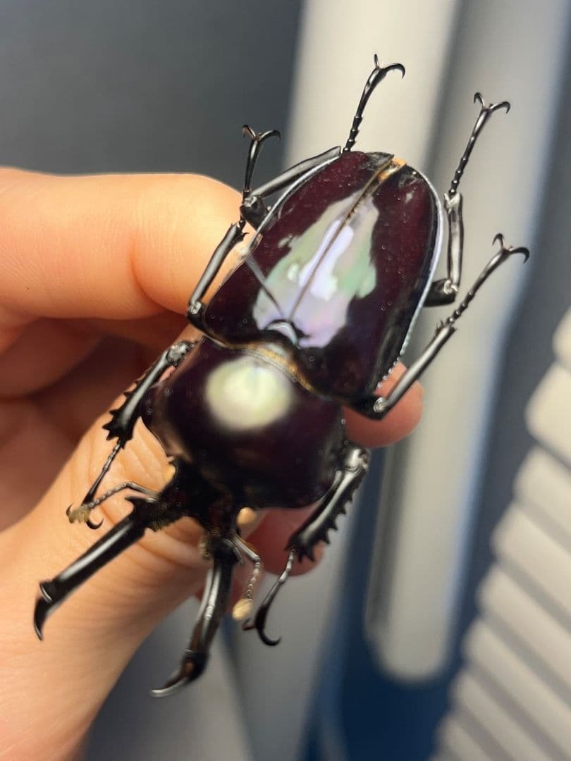 【標本】ニジイロクワガタ オウゴンオニクワガタ ピカール血統 ブルー系統