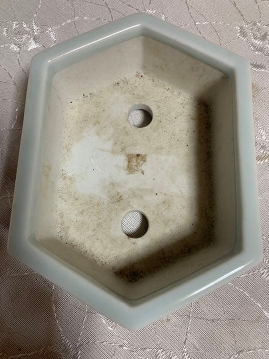 磯山　絵鉢　盆栽鉢　人気鉢！！