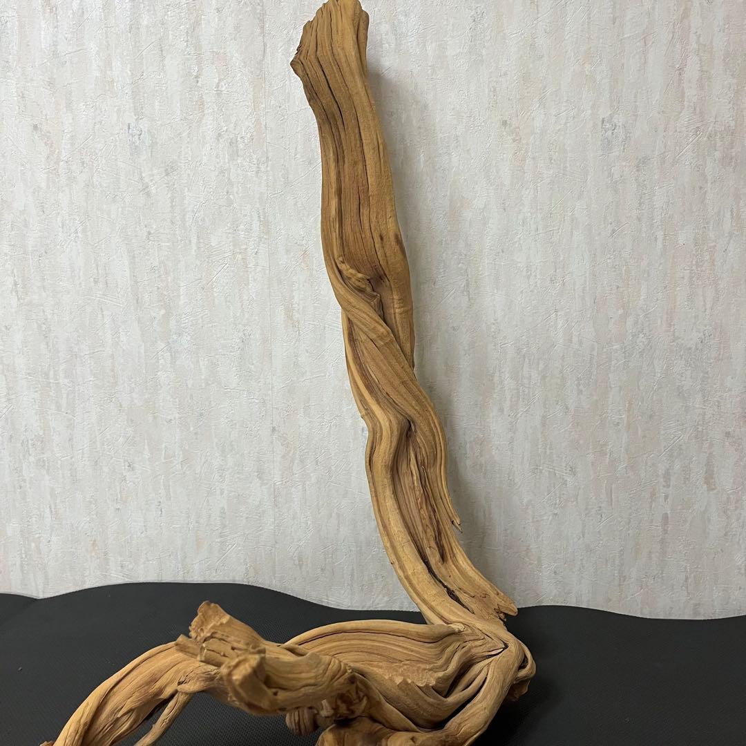 ADA ブランチウッド 流木 アクアリウム パルダリウム ビッグサイズ