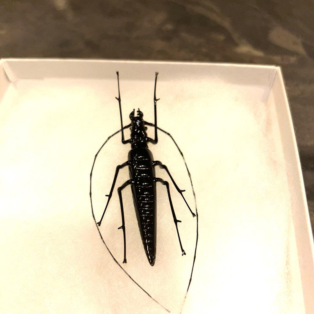 ベネチアングラス　カミキリムシ