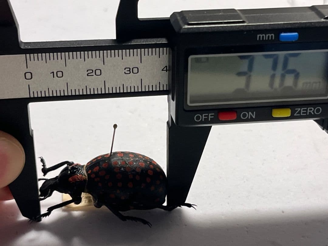 【37mm】ベニモンオオタマゾウムシ 標本 Brachycerus タマムシ