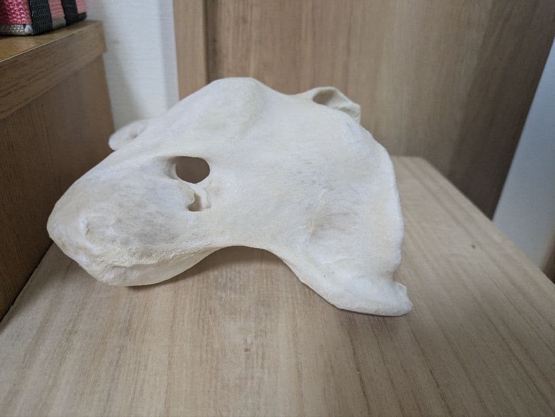 ケープキリン第1頚椎 骨格標本 頭骨 剥製