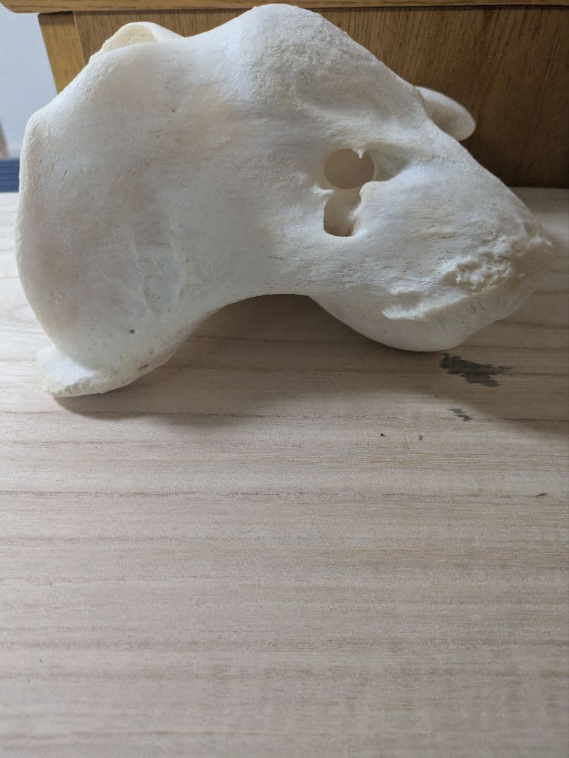 ケープキリン第1頚椎 骨格標本 頭骨 剥製