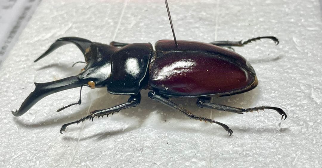 ドンキエルコクワガタ　(赤ドンキ) 70mm標本