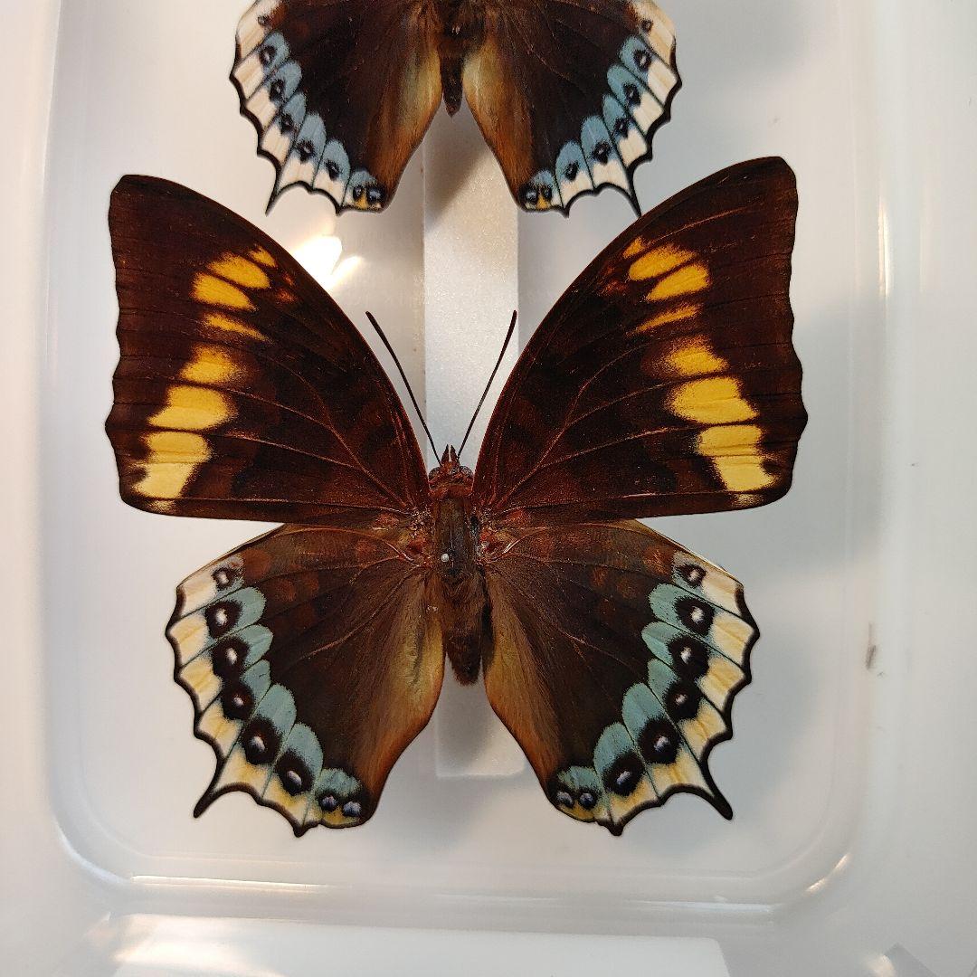フタオ蝶　　珍品