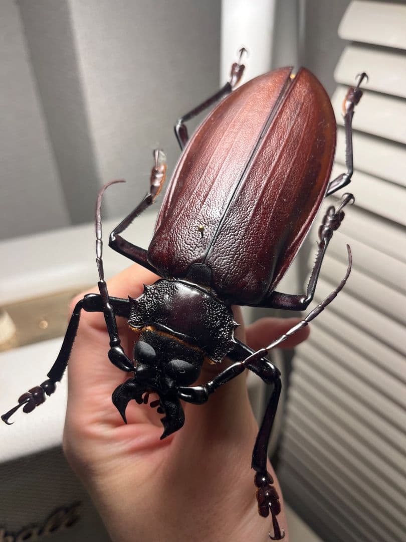 【121mm】タイタンオオウスバカミキリ カブトムシクワガタハナムグリ昆虫標本