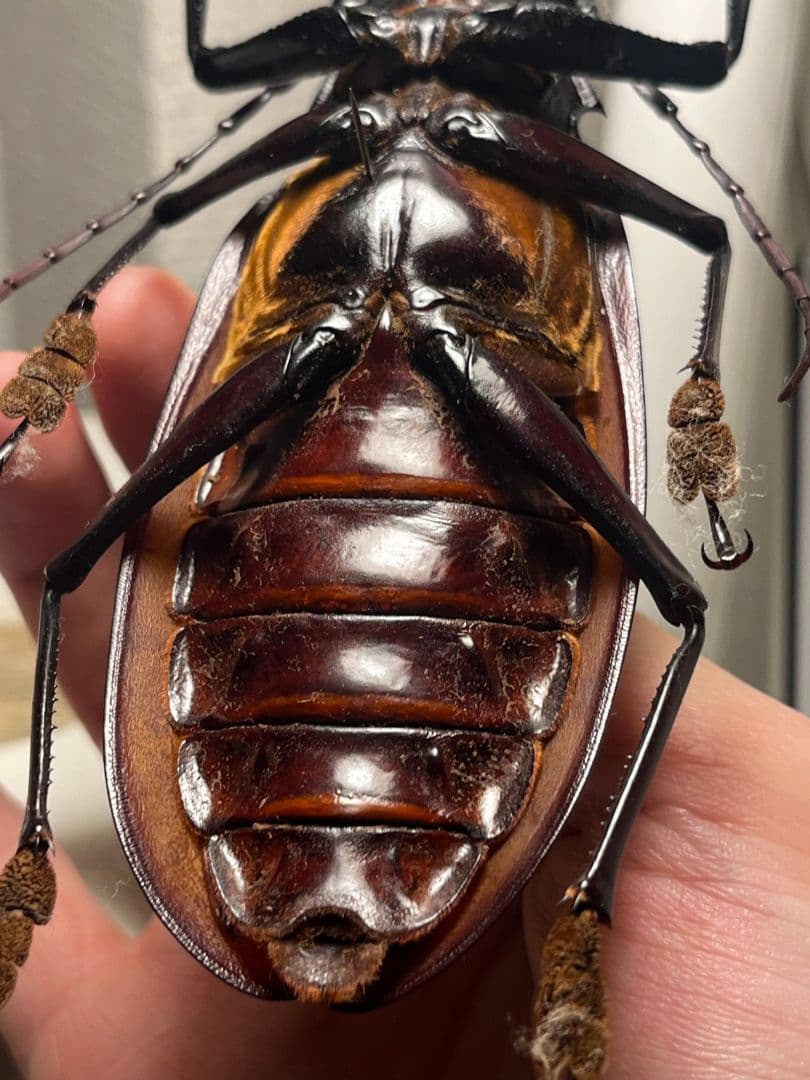 【121mm】タイタンオオウスバカミキリ カブトムシクワガタハナムグリ昆虫標本