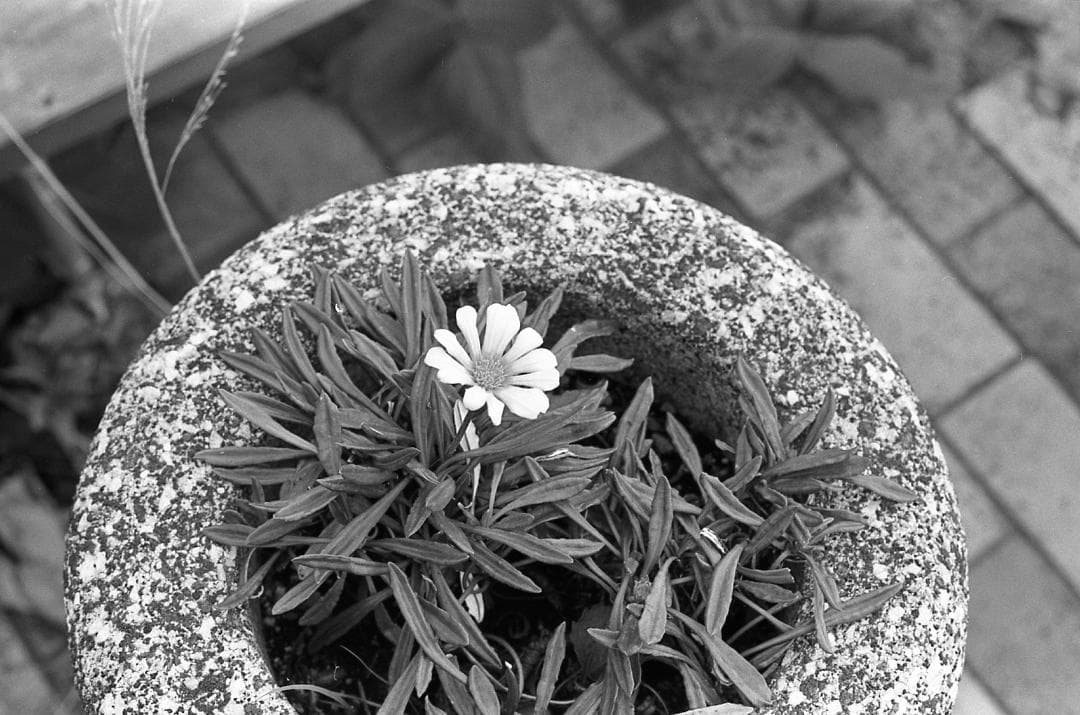 【整備済完動品】CANON AE-1 PROGRAM 黒＋New FD 50ｍｍ