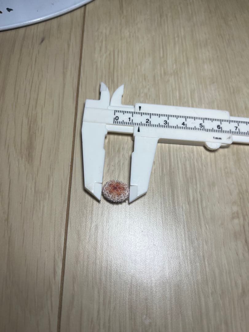 ティーダナガウニモドキ 殻