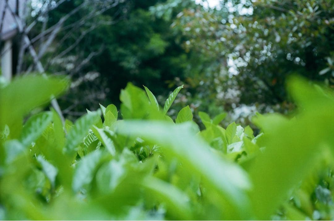 Leica Summicron 50mm f2 Mマウント 沈胴【130万台】