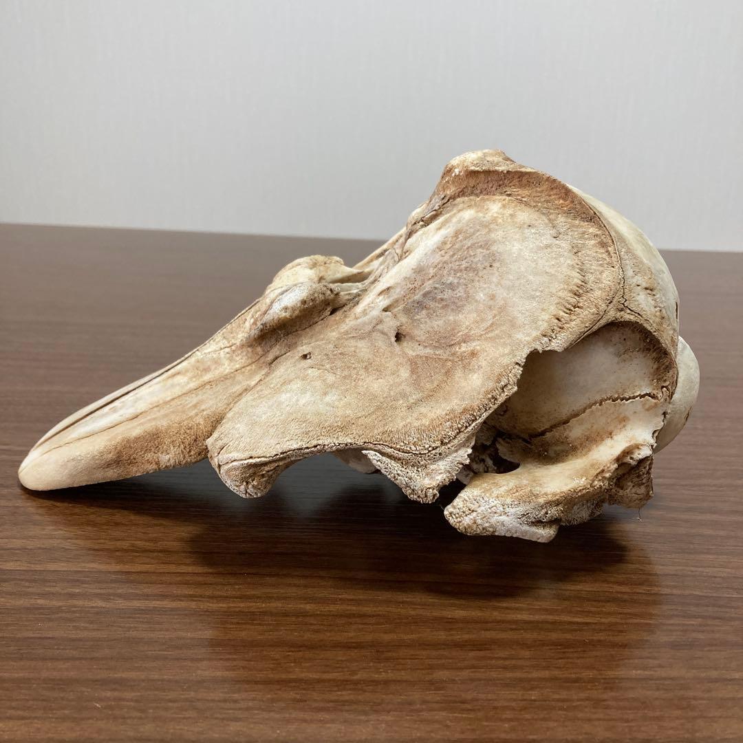 イルカの骨　骨格標本