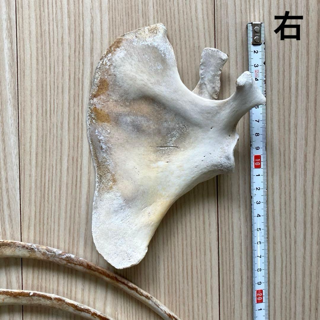 イルカの骨　骨格標本