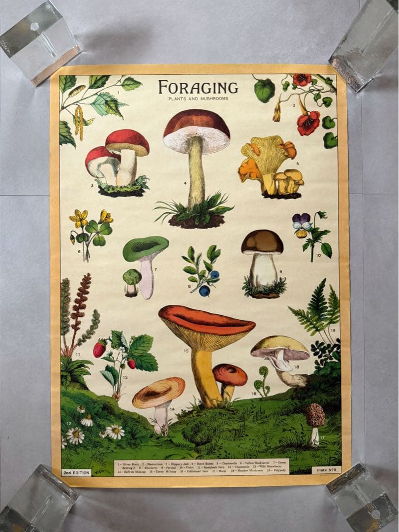 古着 ビンテージ USA きのこ 植物図鑑 サイケデリック ポスター 希少 美品