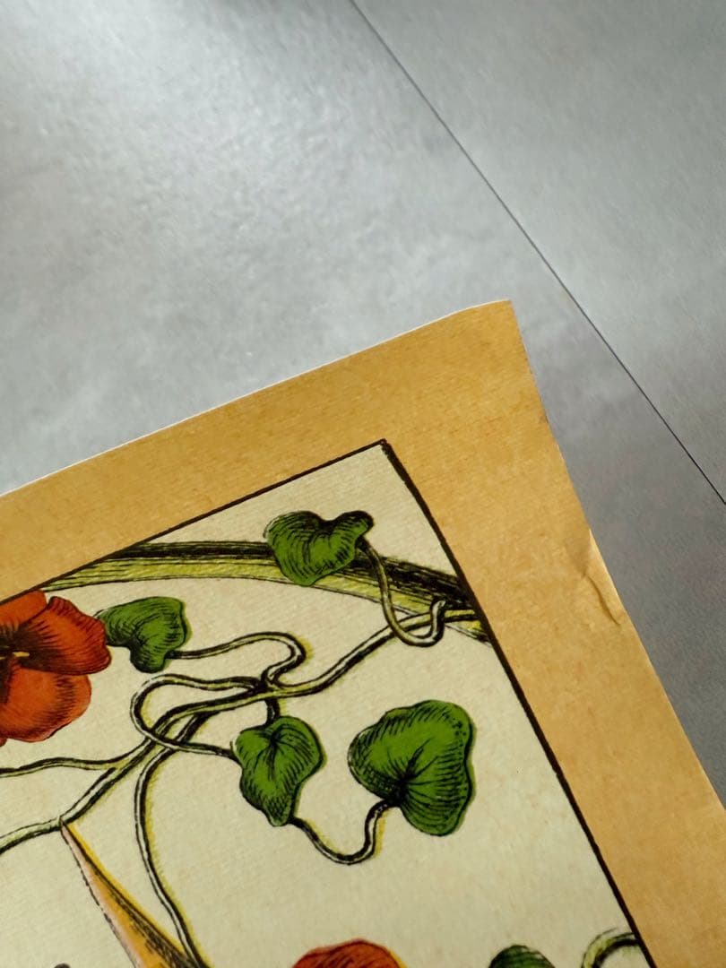 古着 ビンテージ USA きのこ 植物図鑑 サイケデリック ポスター 希少 美品