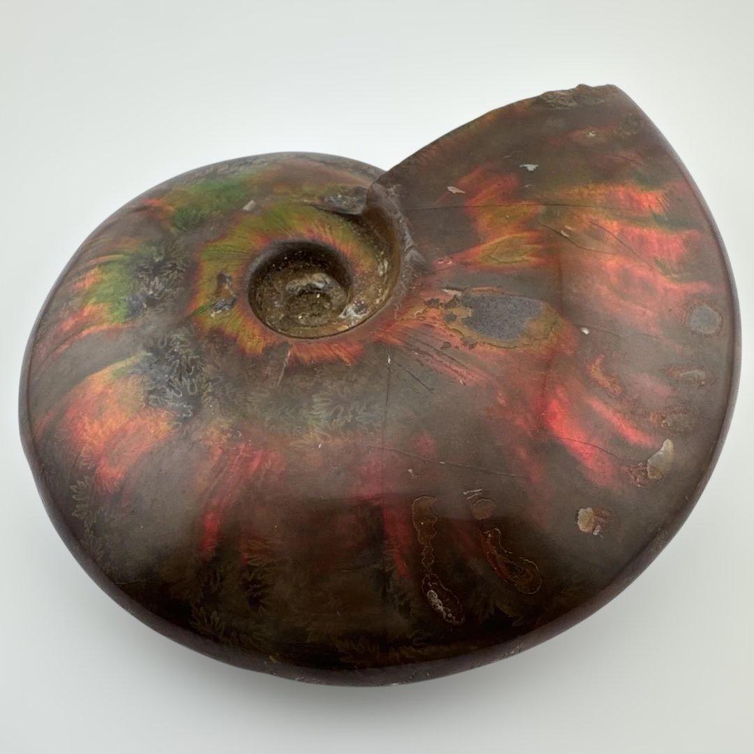 G-3 アンモナイト化石　ファイア　マダガスカル産