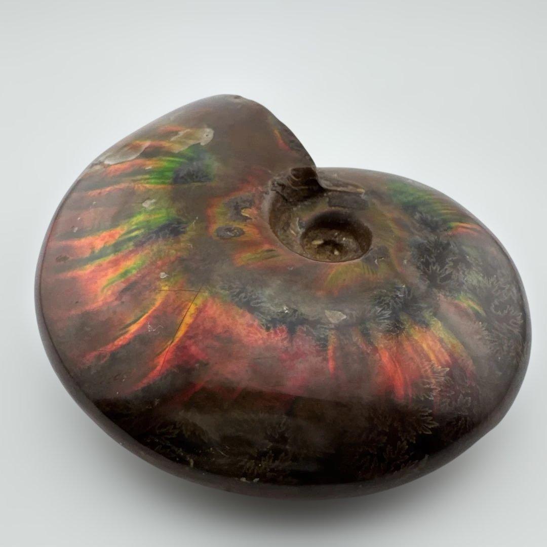 G-3 アンモナイト化石　ファイア　マダガスカル産