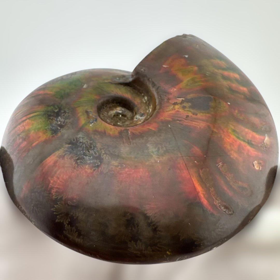 G-3 アンモナイト化石　ファイア　マダガスカル産