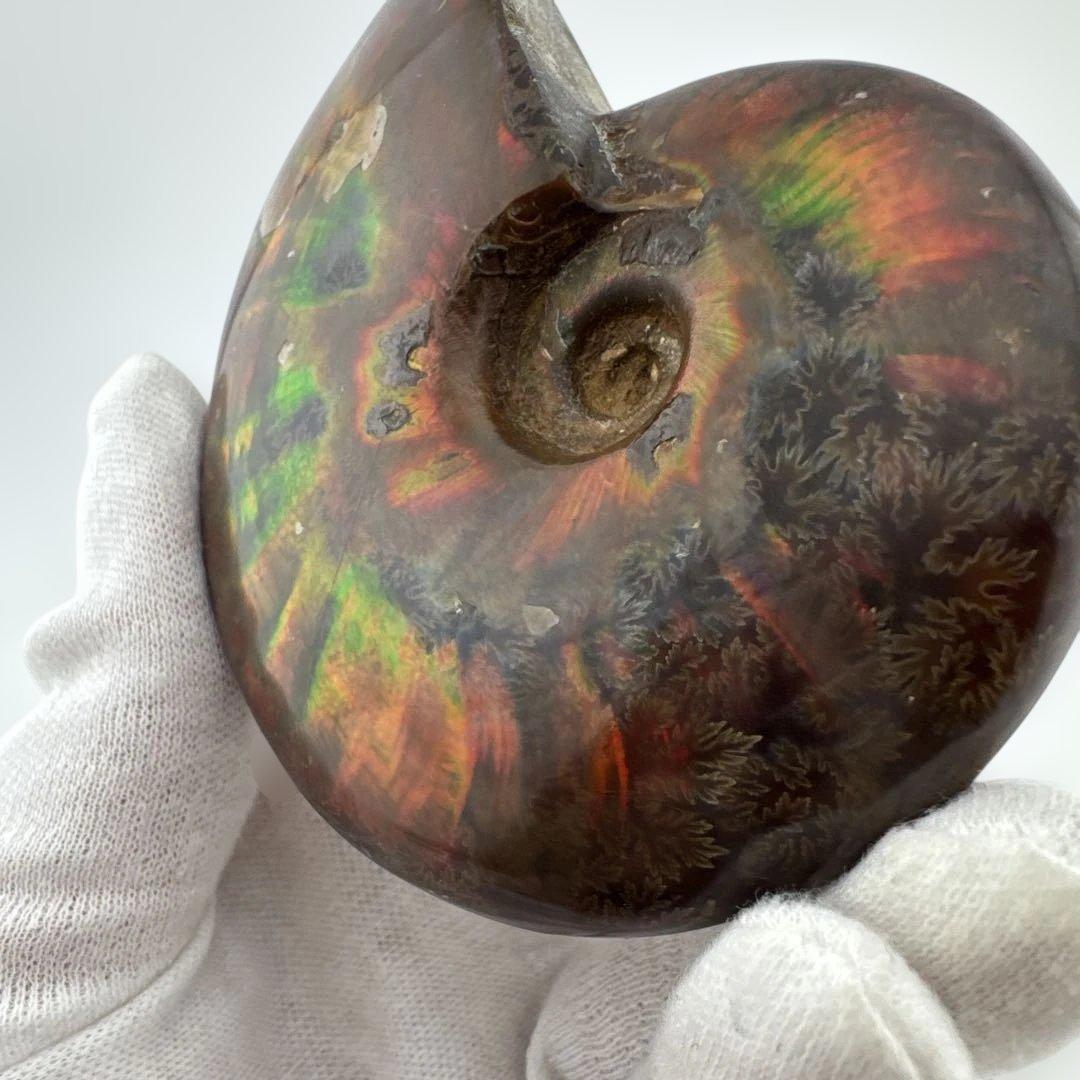 G-3 アンモナイト化石　ファイア　マダガスカル産