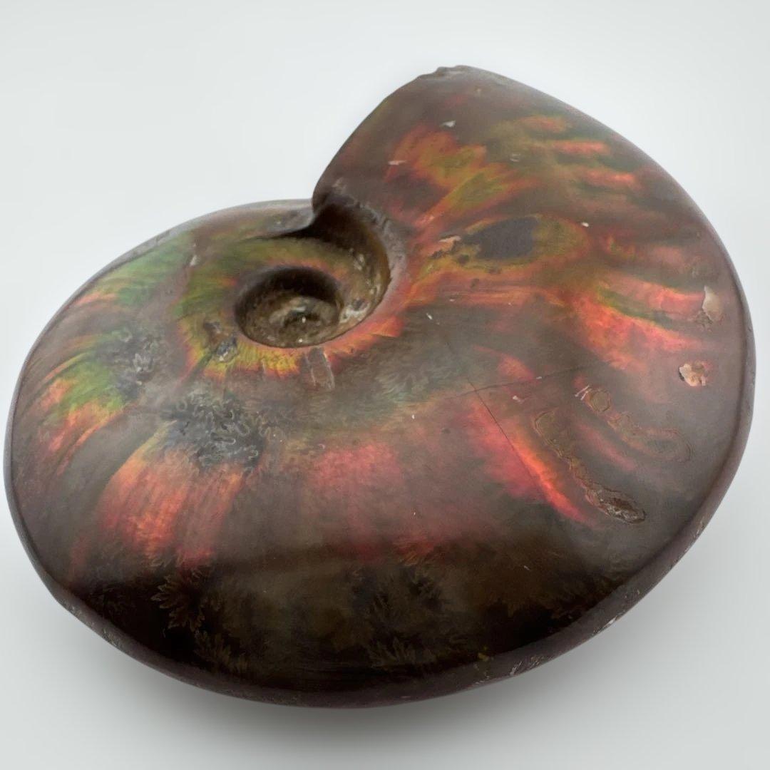 G-3 アンモナイト化石　ファイア　マダガスカル産