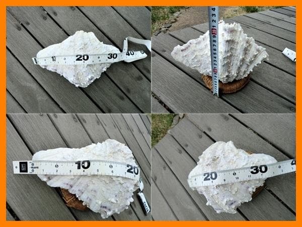 シャゴウガイ(シャコ貝)約30㎝ 石垣産 自然採取 漂白済み  特大美品 超レア