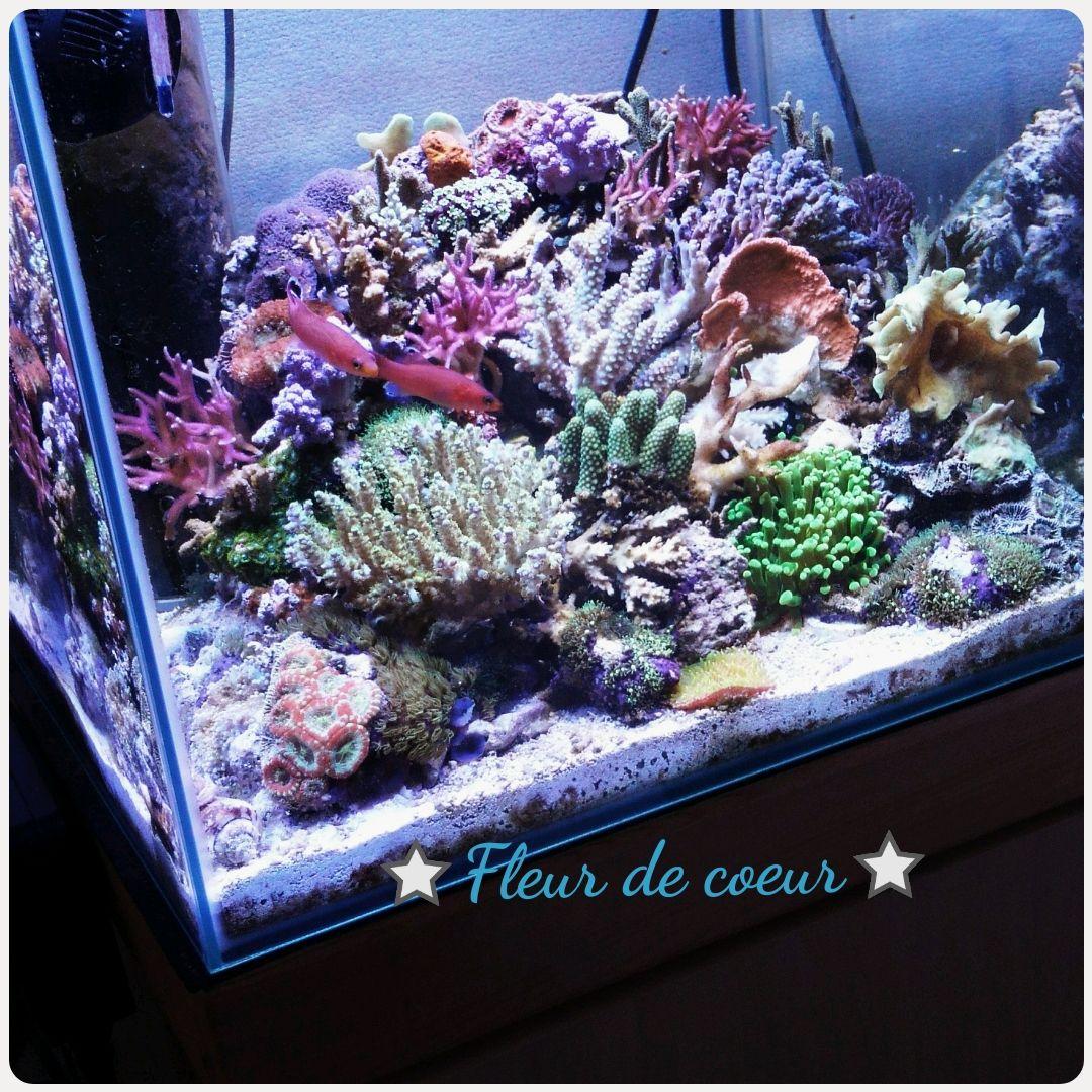 JiJikoro☆オーダーページ