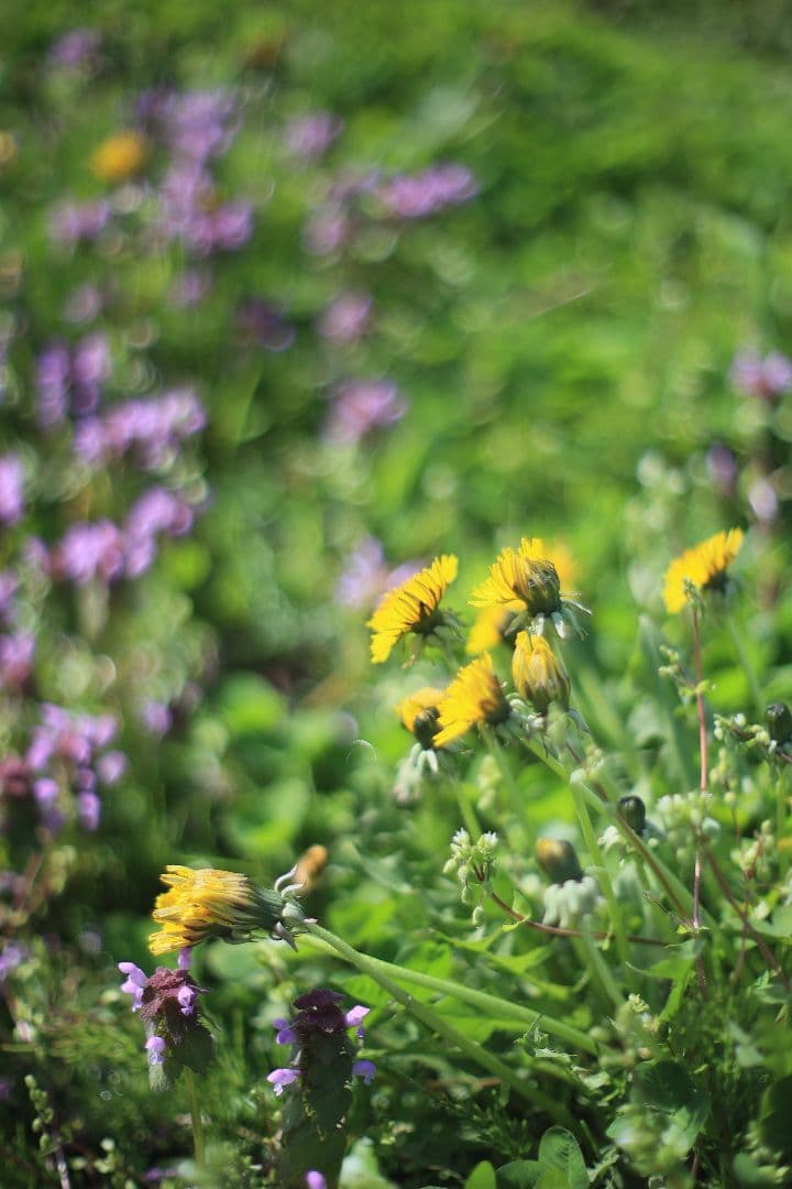 CANON FL 50mm F1.4 （Ⅰ） 【光学美品・分解清掃済】