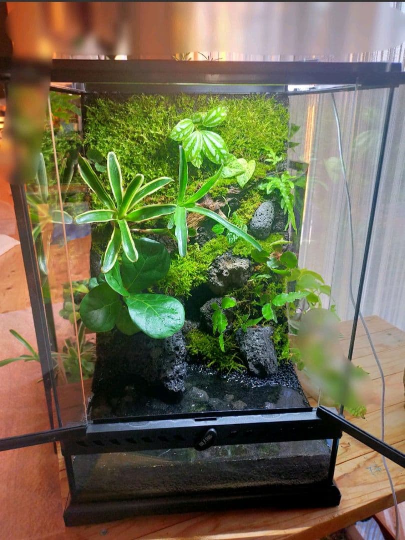 隠れ家付きテラリウム 観葉植物 溶岩石 レイアウト　生体飼育ケージも