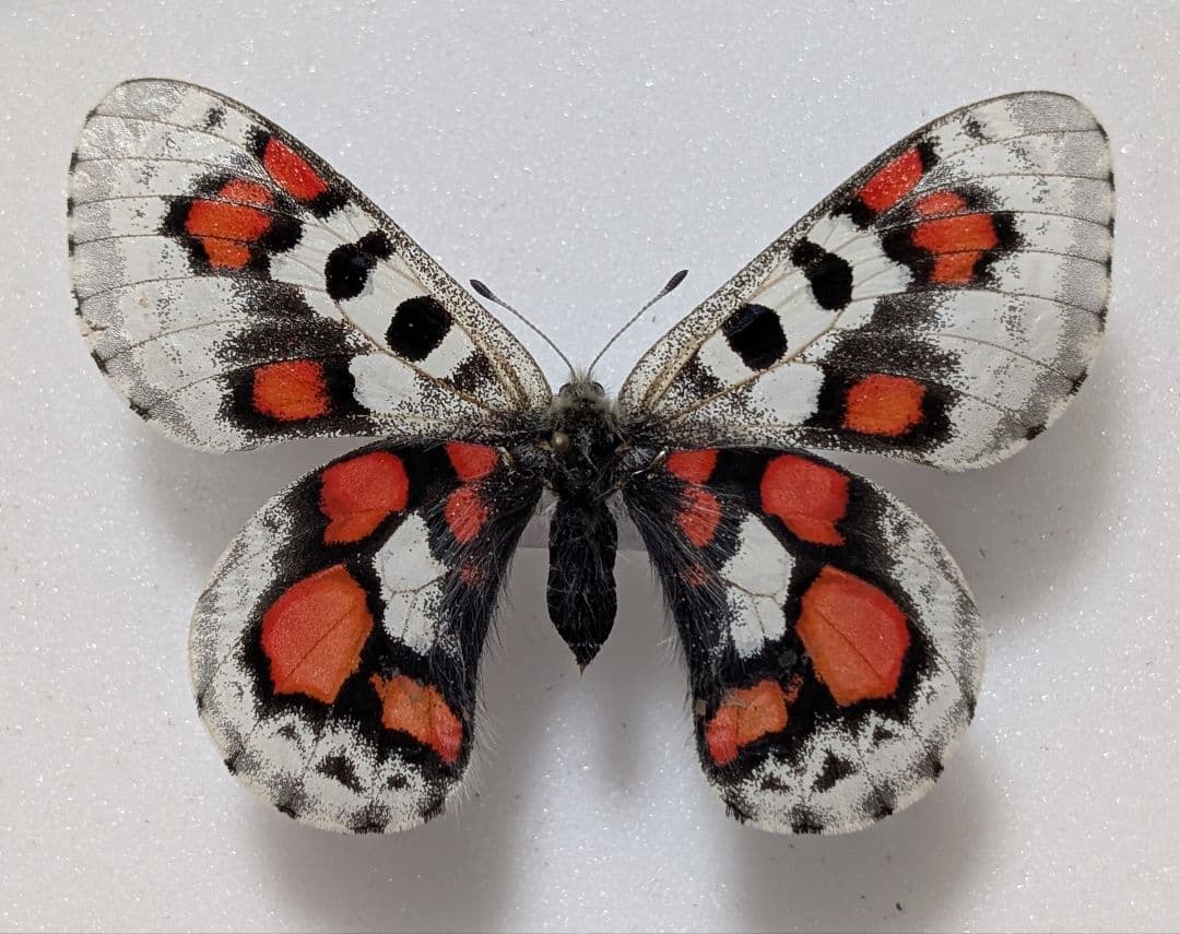 発色良！　パルナシウス ノミオン コイワヤイ　蝶　標本