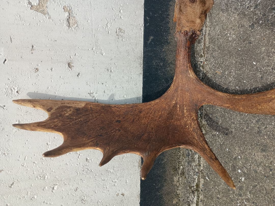 ムース　ヘラジカ　ヘラ鹿　角　ハンティングトロフィー　 オブジェ インテリア